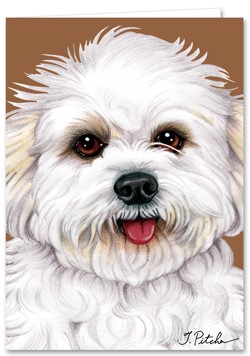 Bichon Frise (puppy cut / short hair cut) Color 5" x 7" Greeting Card 18908