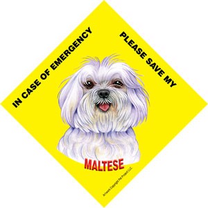 In Case of Emergency Please Save my Maltese (puppy cut / short hair cut) / … 43640